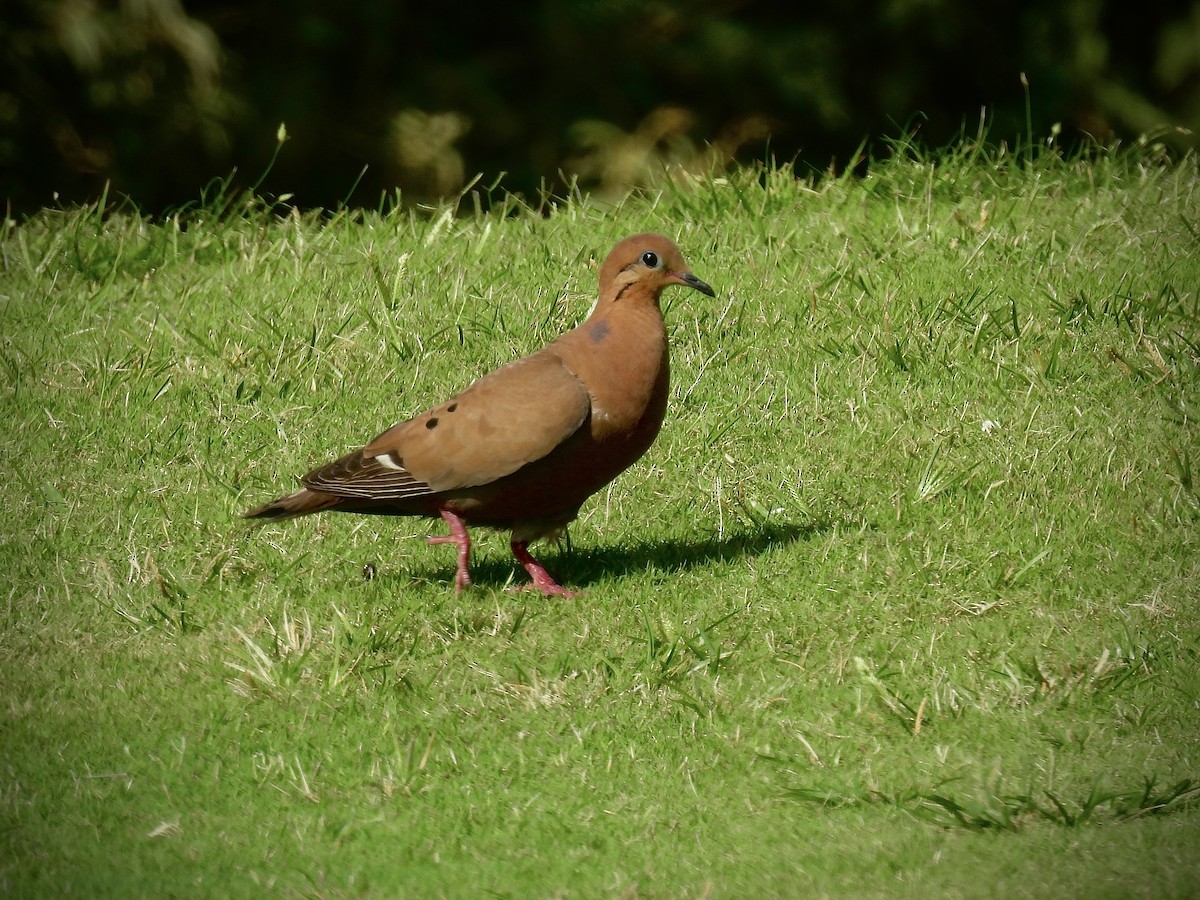 Zenaida Dove - ML638011586