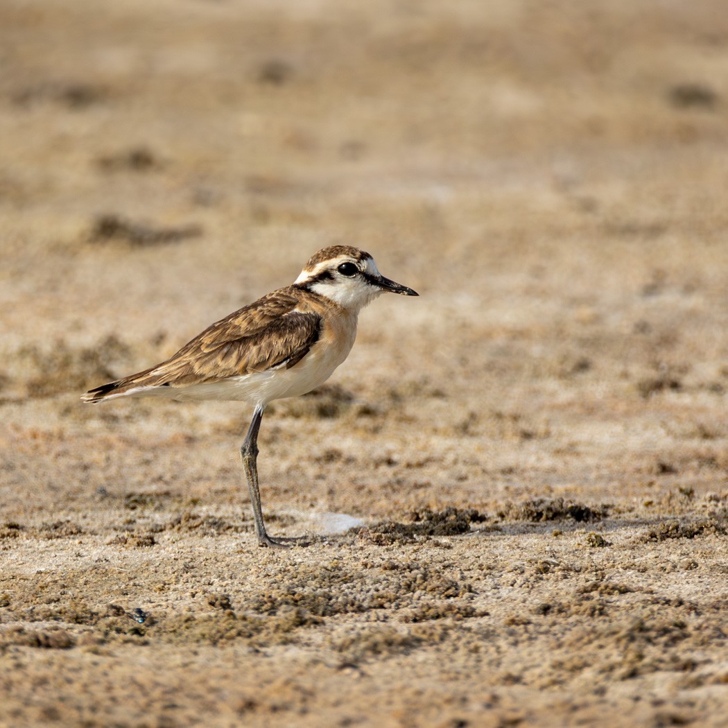Kittlitz's Plover - ML638011595
