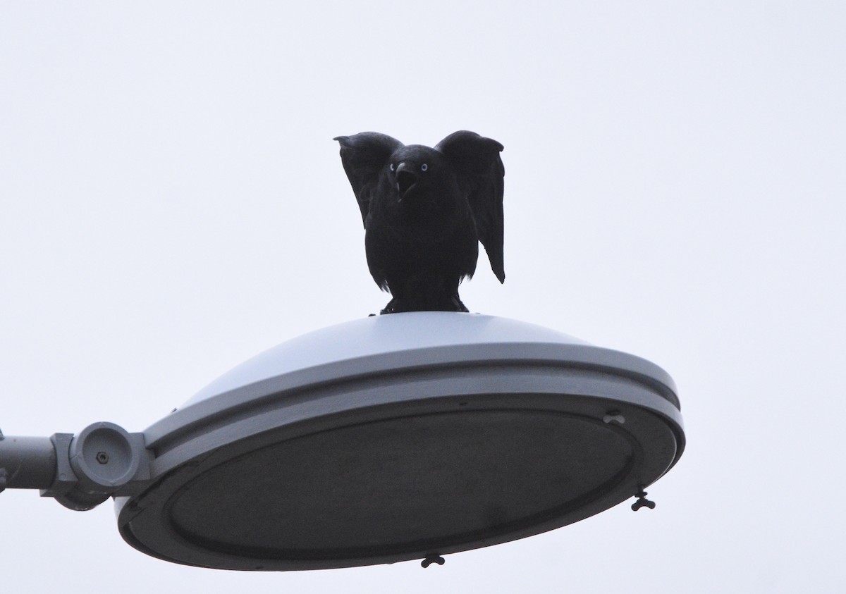 Little Raven - ML638011597