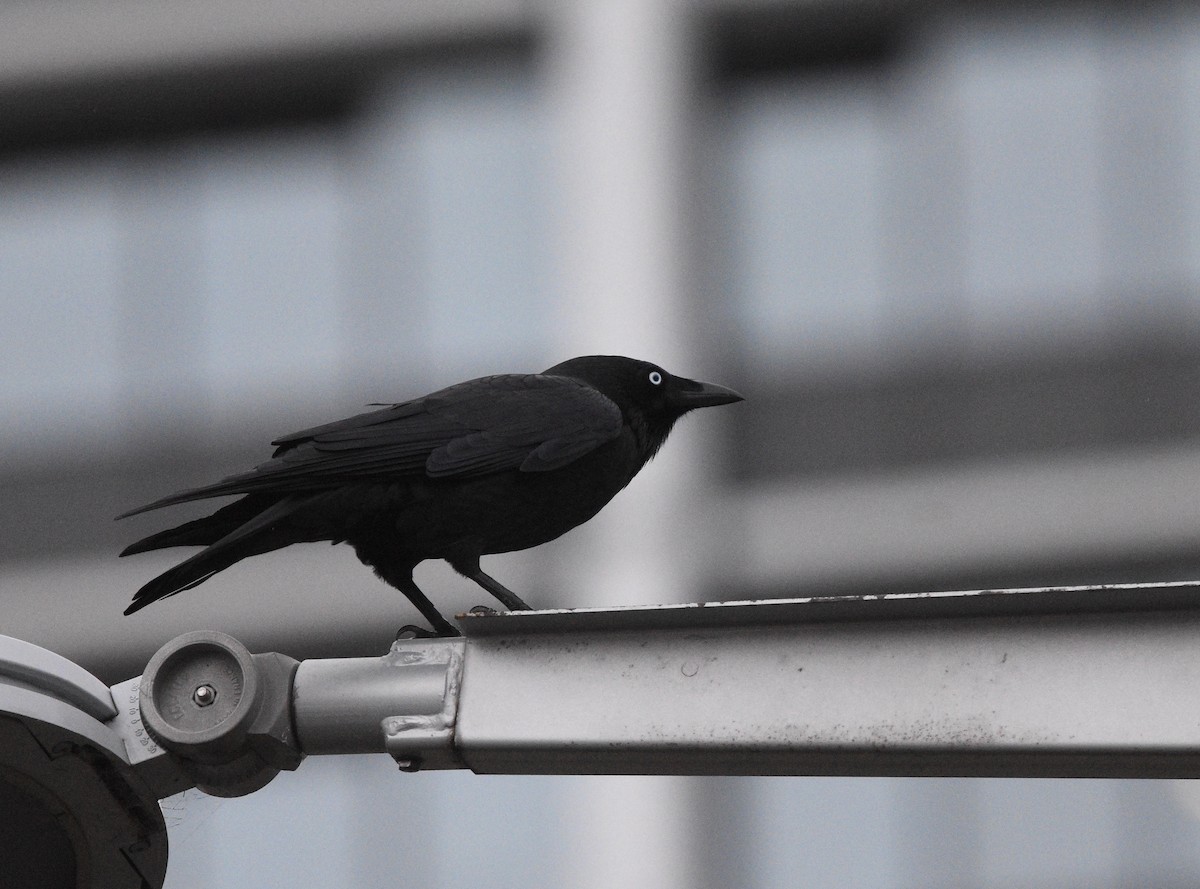 Little Raven - ML638011598