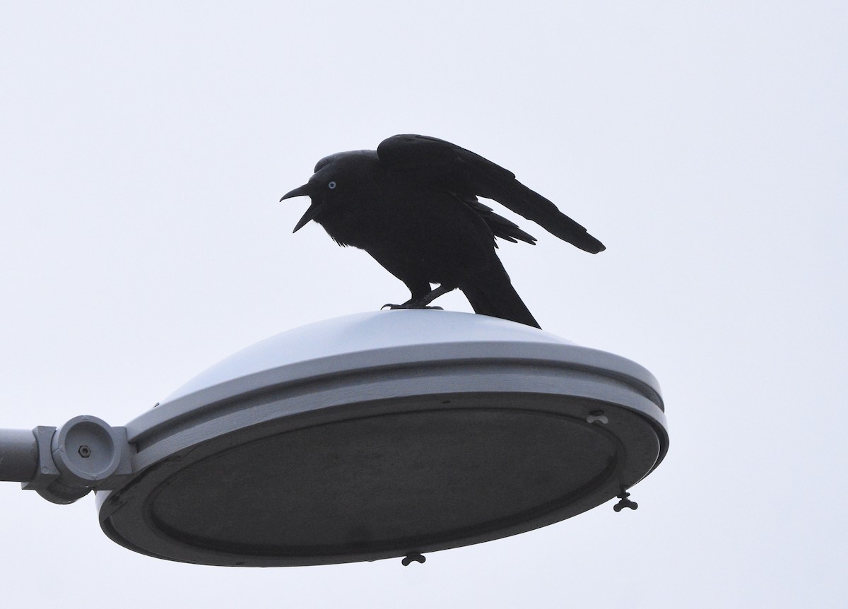 Little Raven - ML638011613
