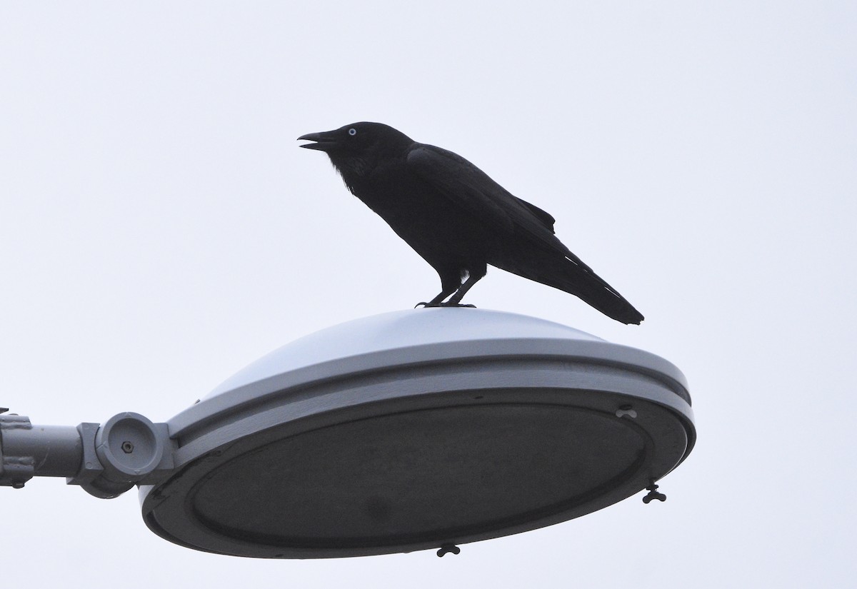 Little Raven - ML638011618