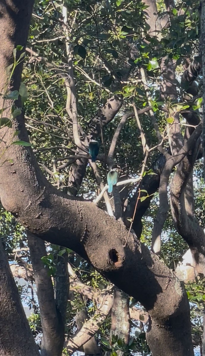 Torresian Kingfisher - ML638011635