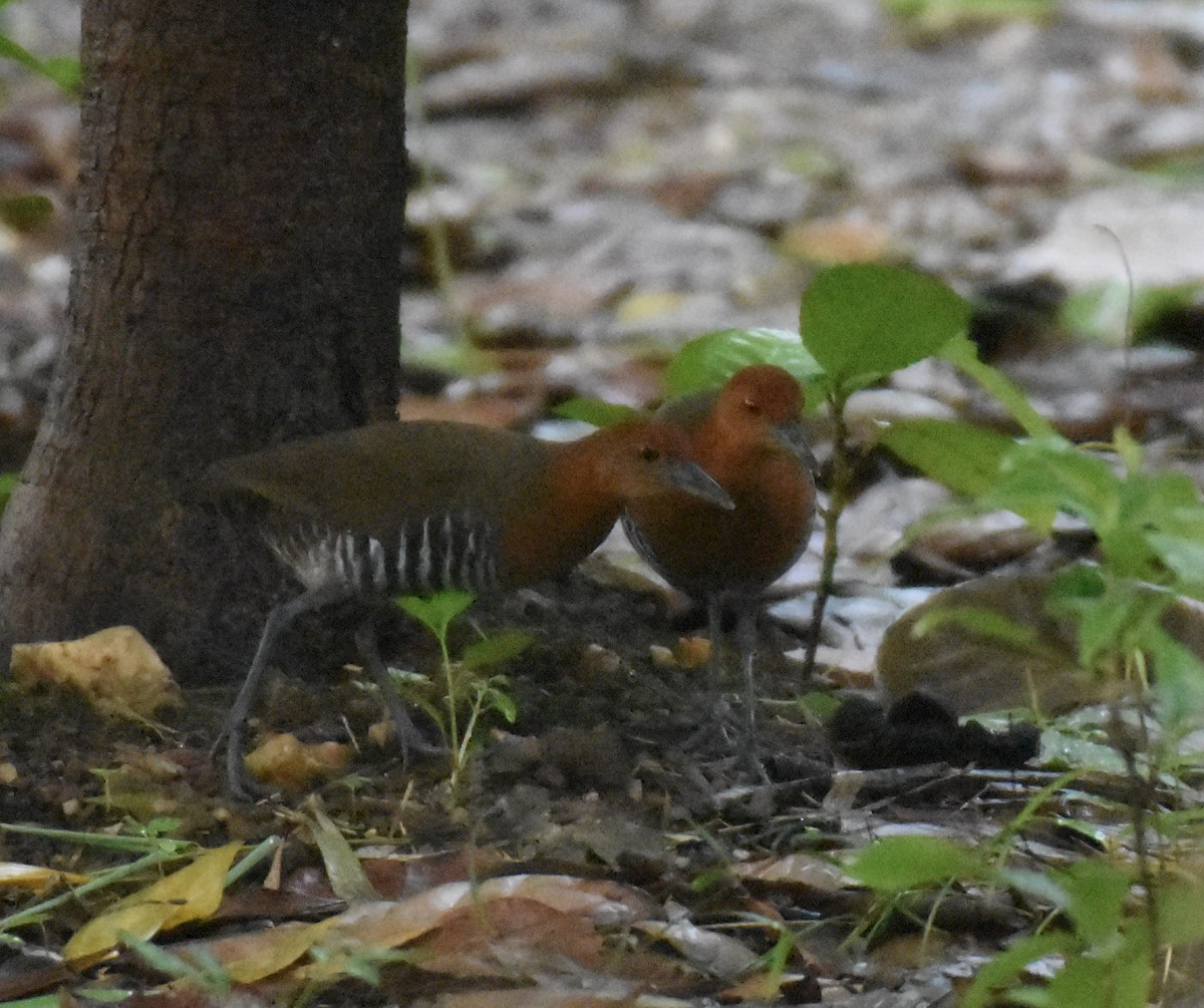 Slaty-legged Crake - ML638011636