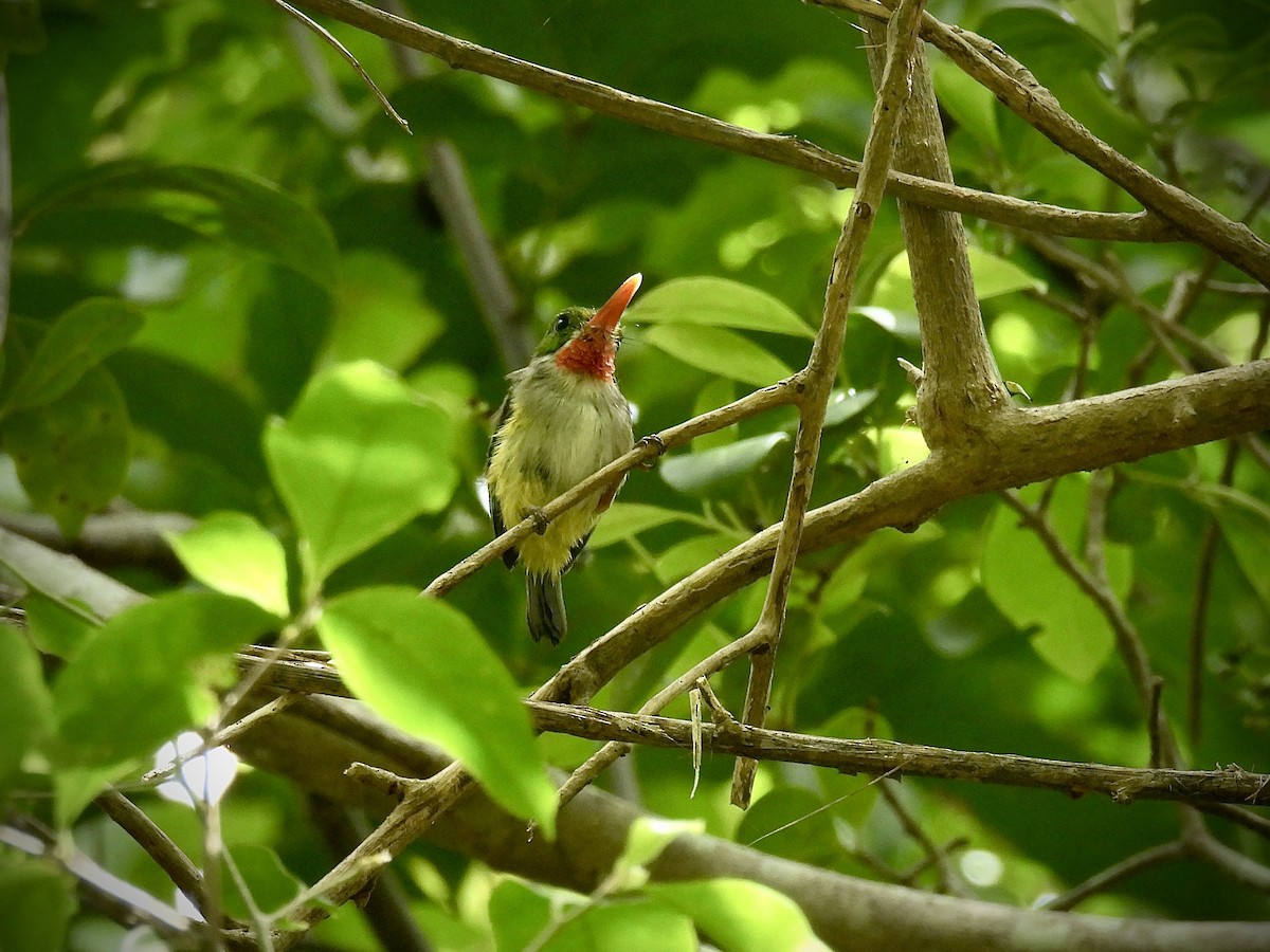 Puerto Rican Tody - ML638011648