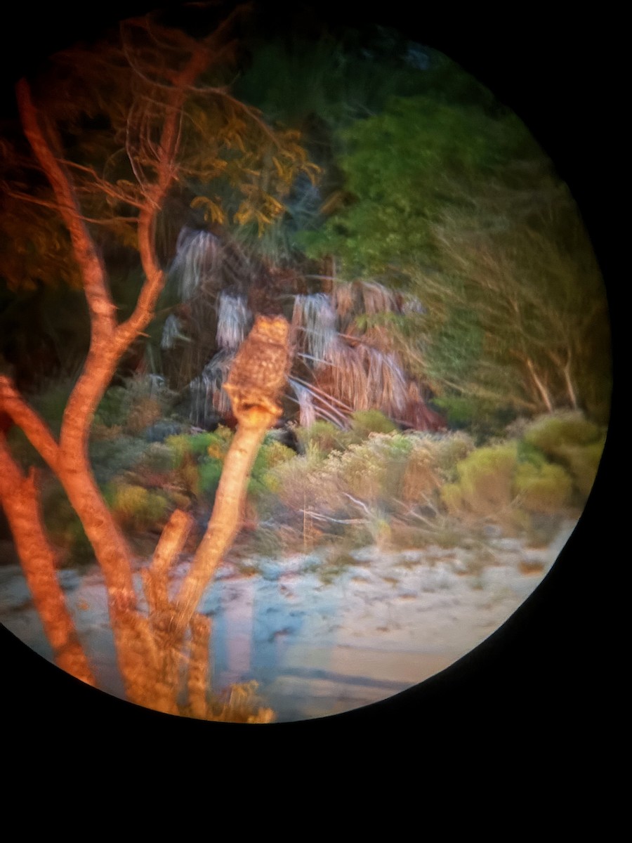 Spotted Eagle-Owl - ML638011661