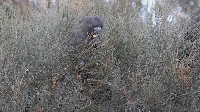 Glossy Black-Cockatoo - ML638011703