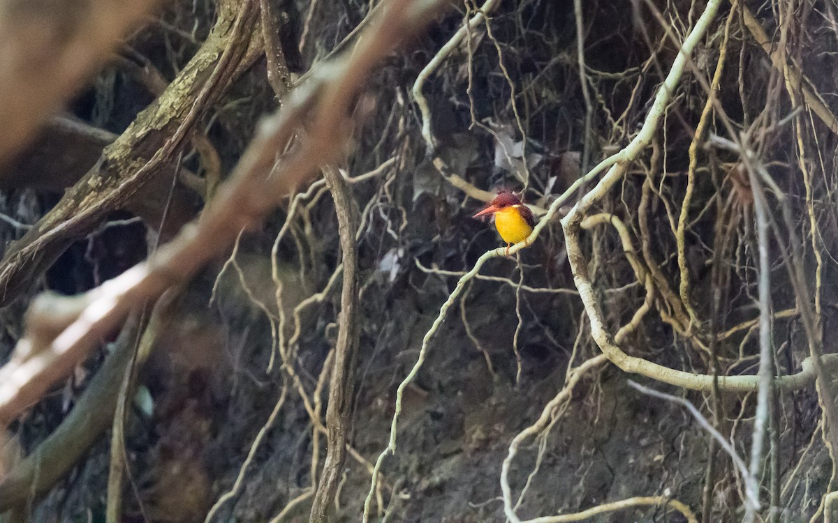 Rufous-backed Dwarf-Kingfisher - ML638011706