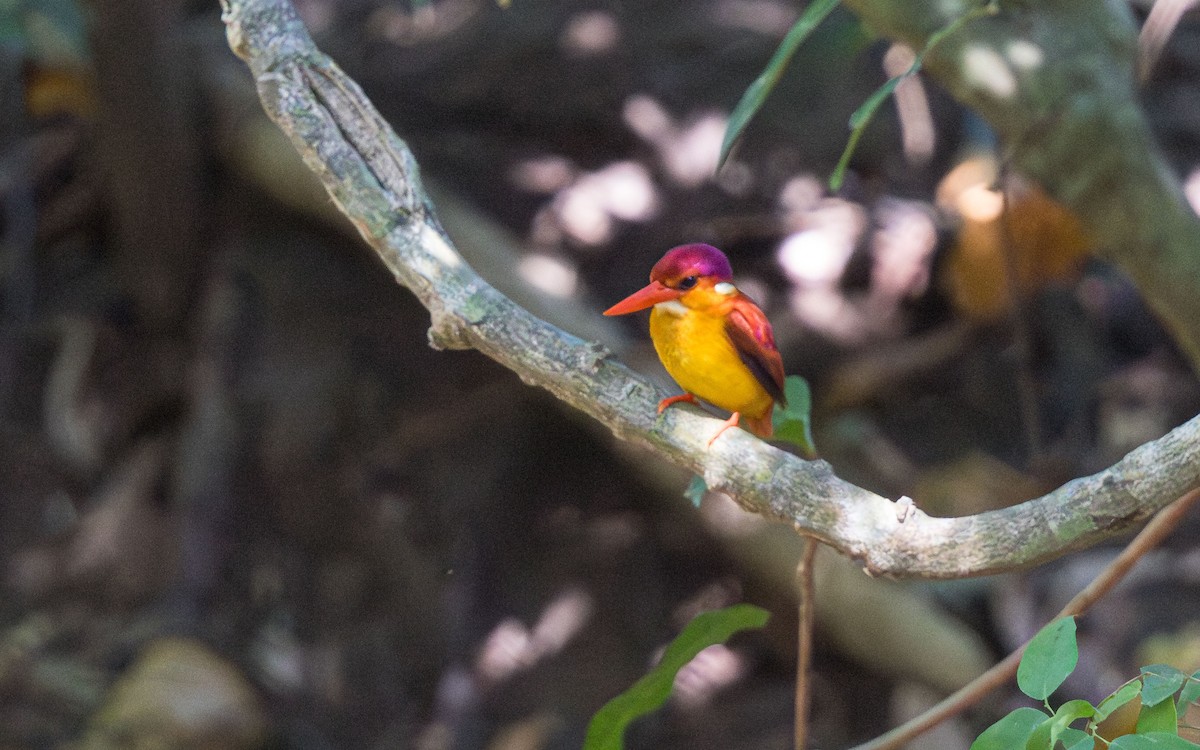 Rufous-backed Dwarf-Kingfisher - ML638011712