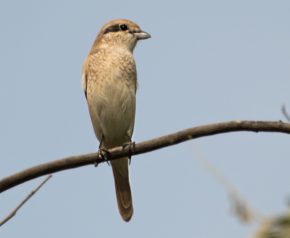 Isabelline Shrike - ML638011715
