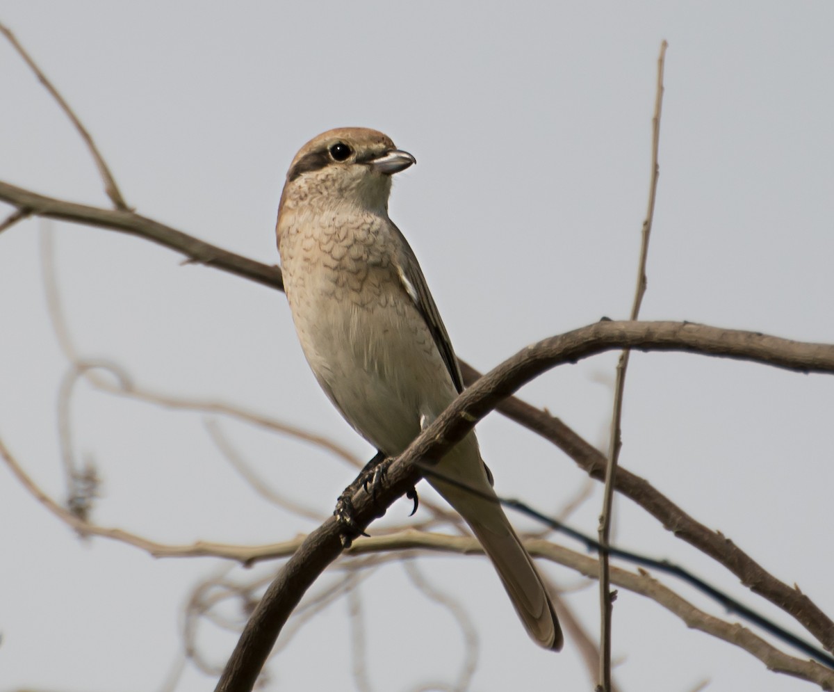 Isabelline Shrike - ML638011717