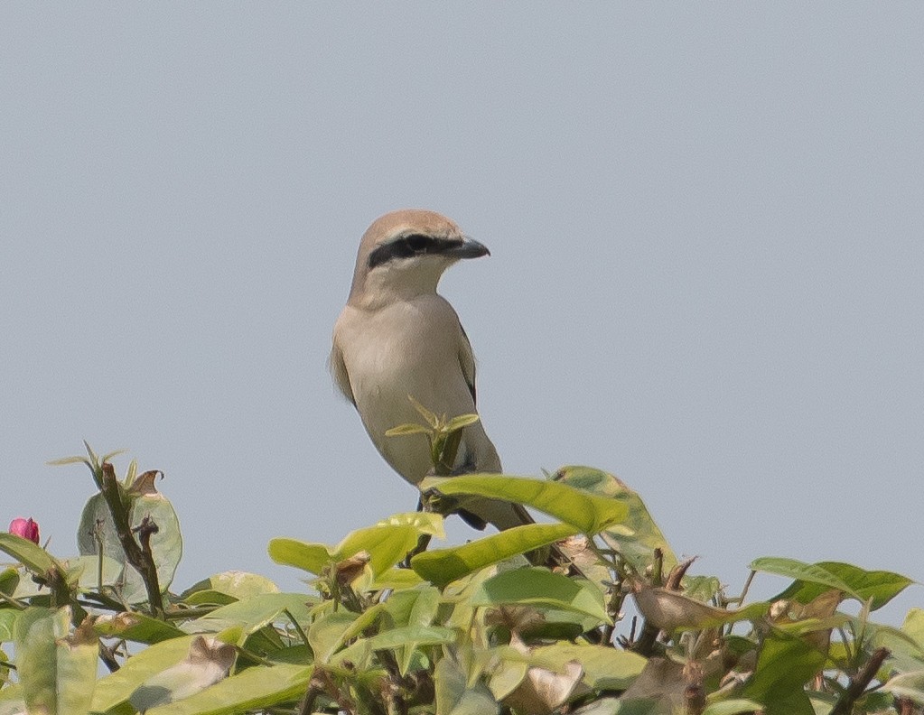 Isabelline Shrike - ML638011731