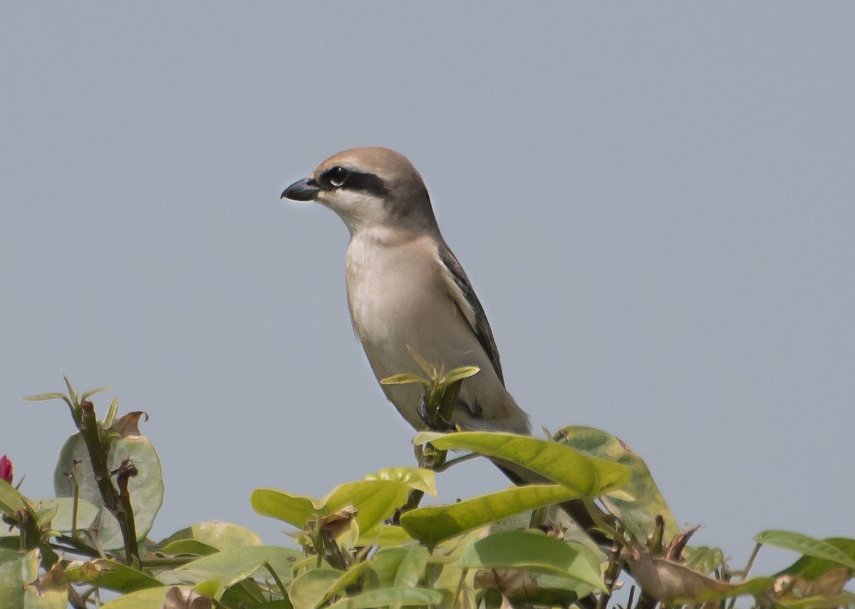 Isabelline Shrike - ML638011732