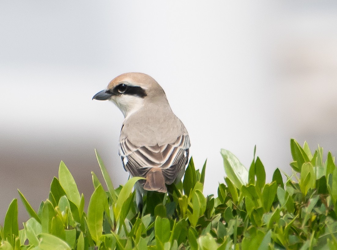 Isabelline Shrike - ML638011733