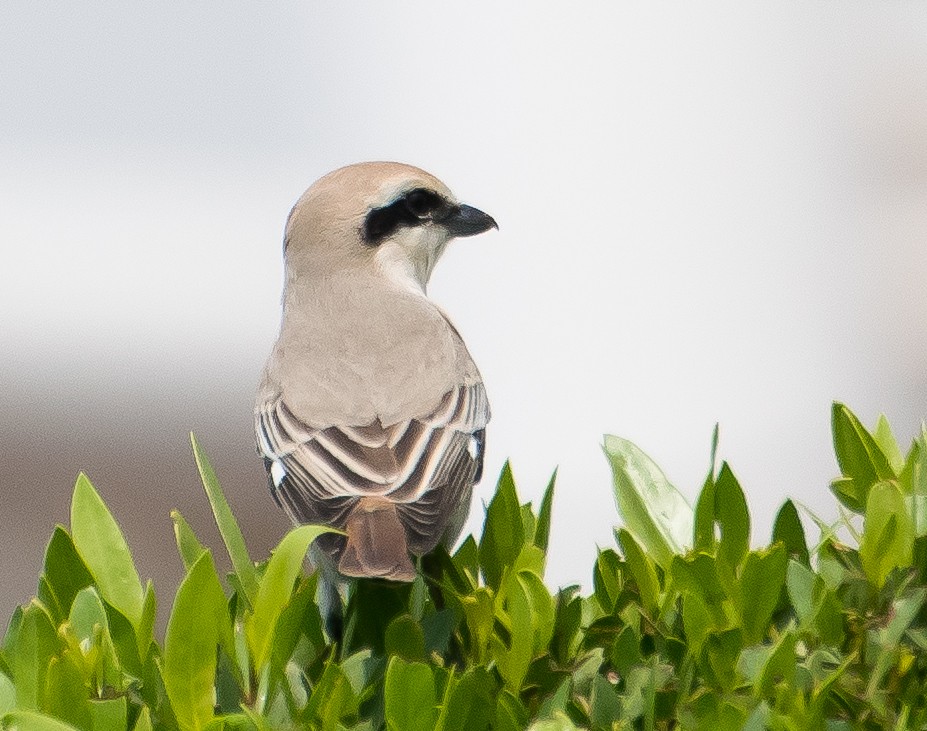Isabelline Shrike - ML638011734
