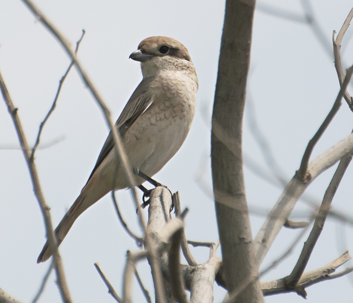 Isabelline Shrike - ML638011736