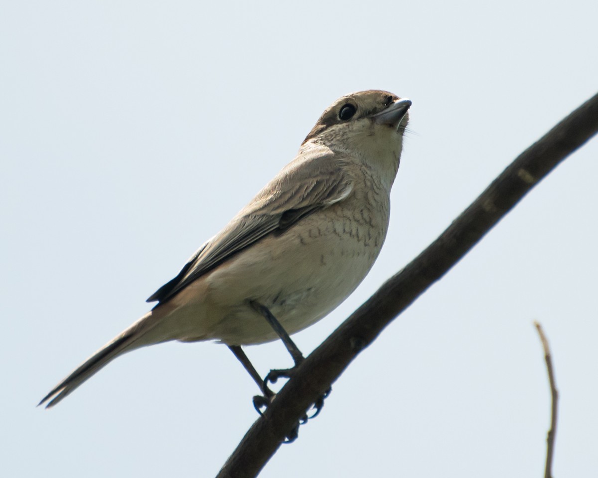 Isabelline Shrike - ML638011737