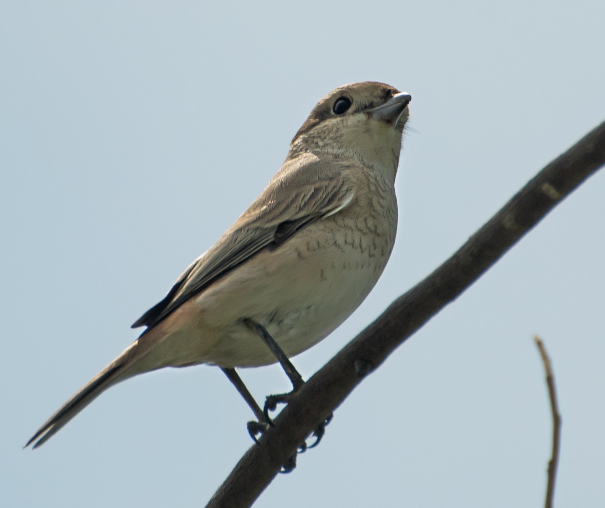 Isabelline Shrike - ML638011738