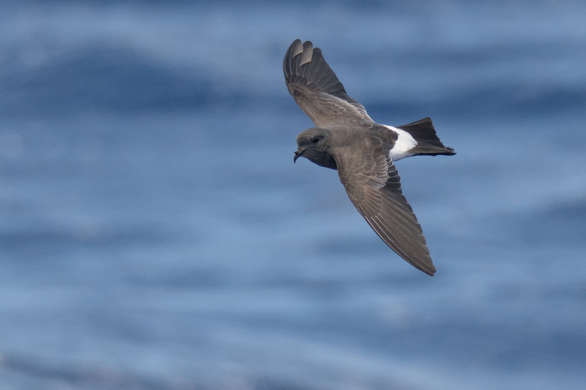 Black-bellied Storm-Petrel - ML638011768