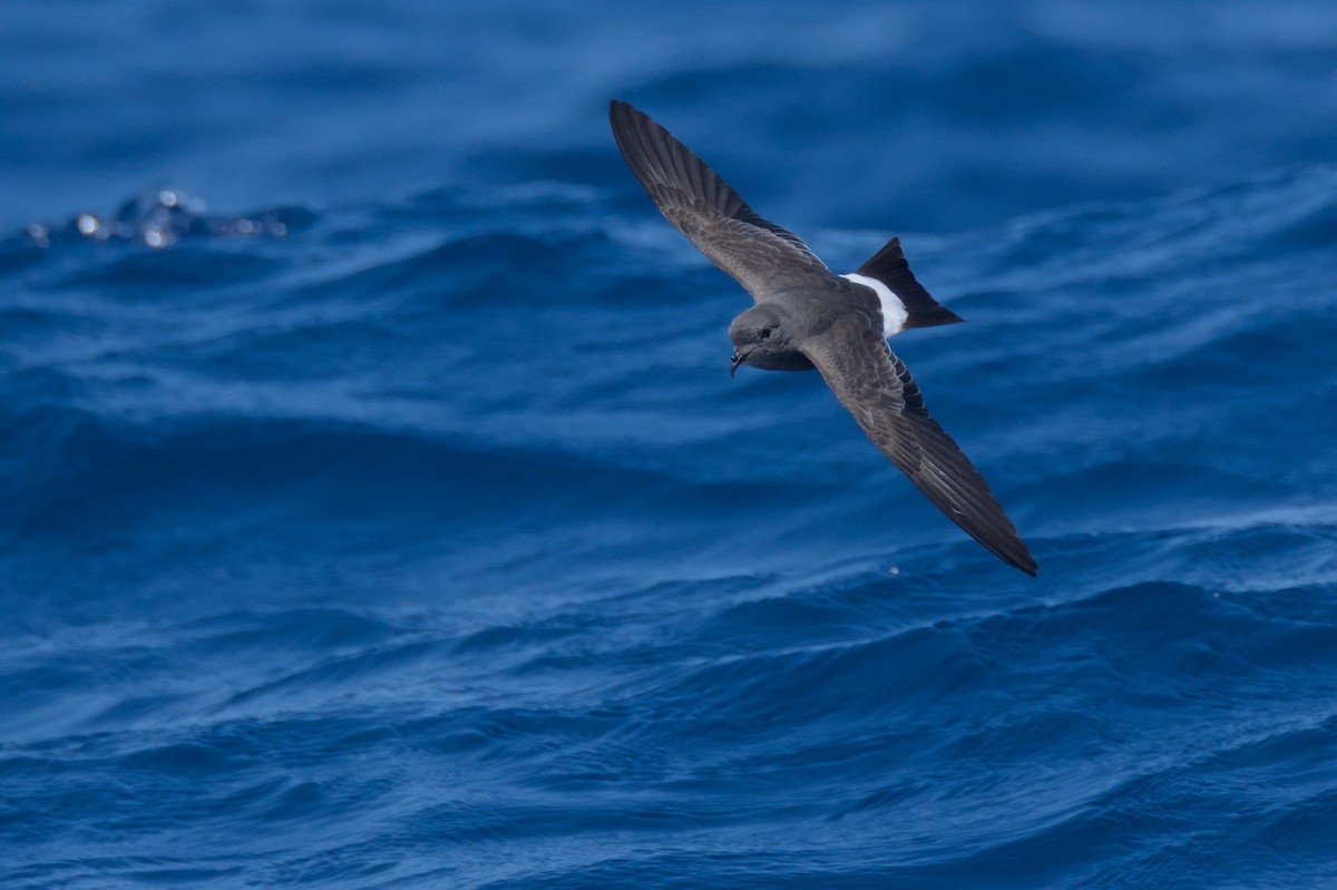 Black-bellied Storm-Petrel - ML638011769
