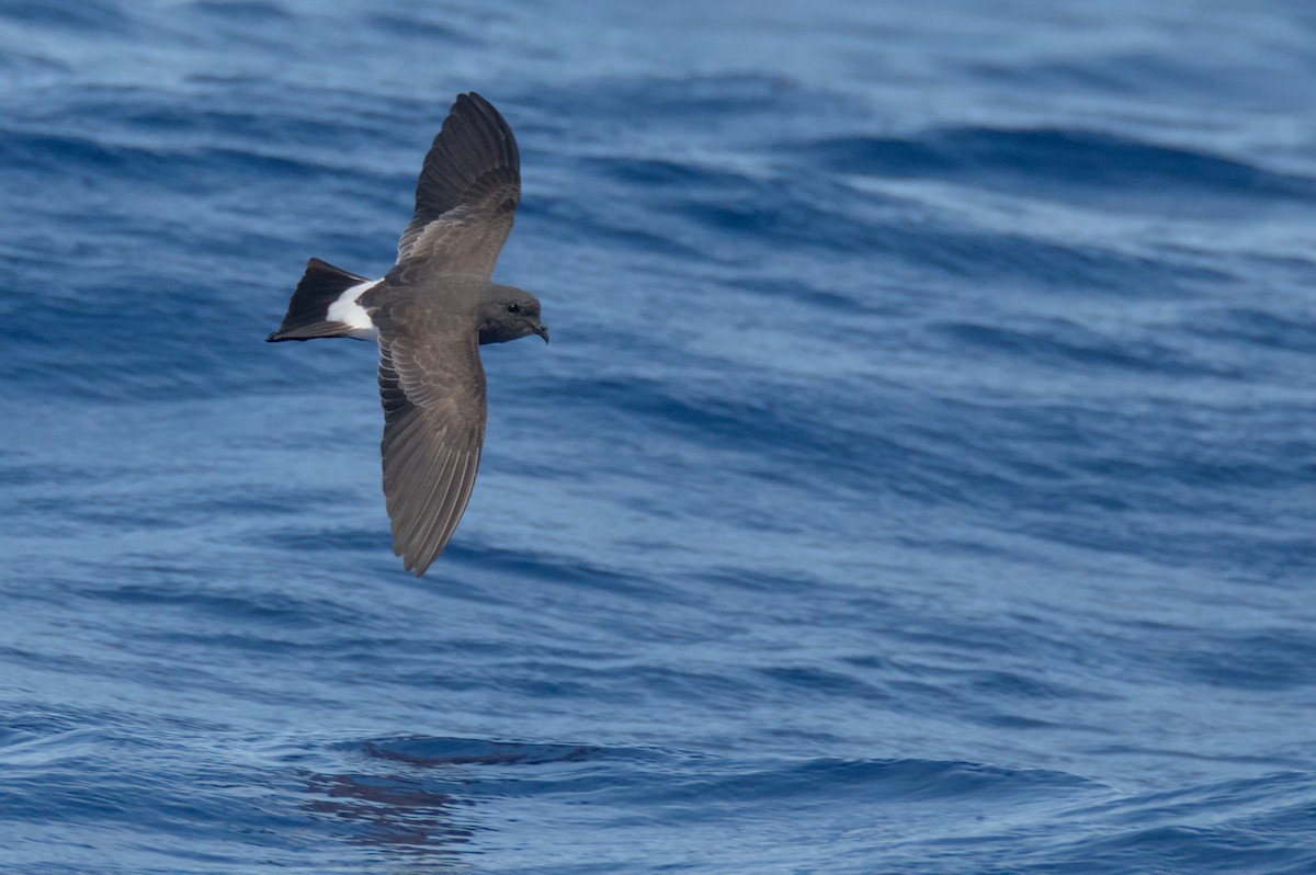 Black-bellied Storm-Petrel - ML638011770