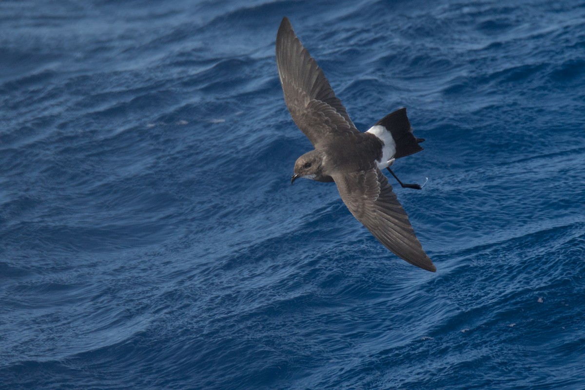 Black-bellied Storm-Petrel - ML638011771