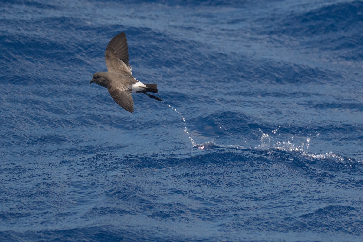 Black-bellied Storm-Petrel - ML638011772