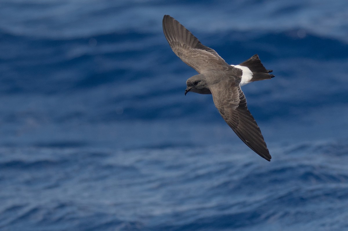Black-bellied Storm-Petrel - ML638011773