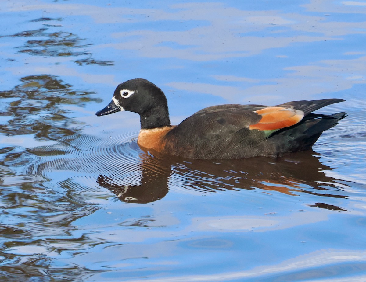 Australian Shelduck - ML638011784