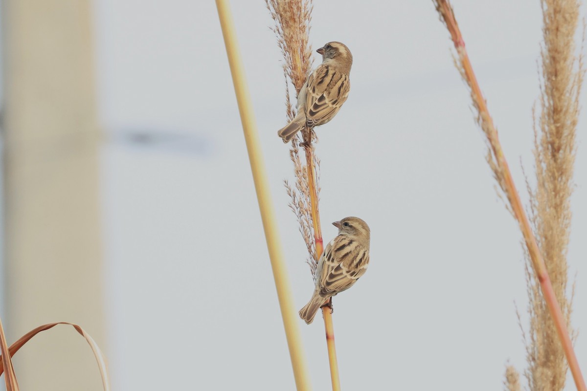 Sind Sparrow - ML638011797