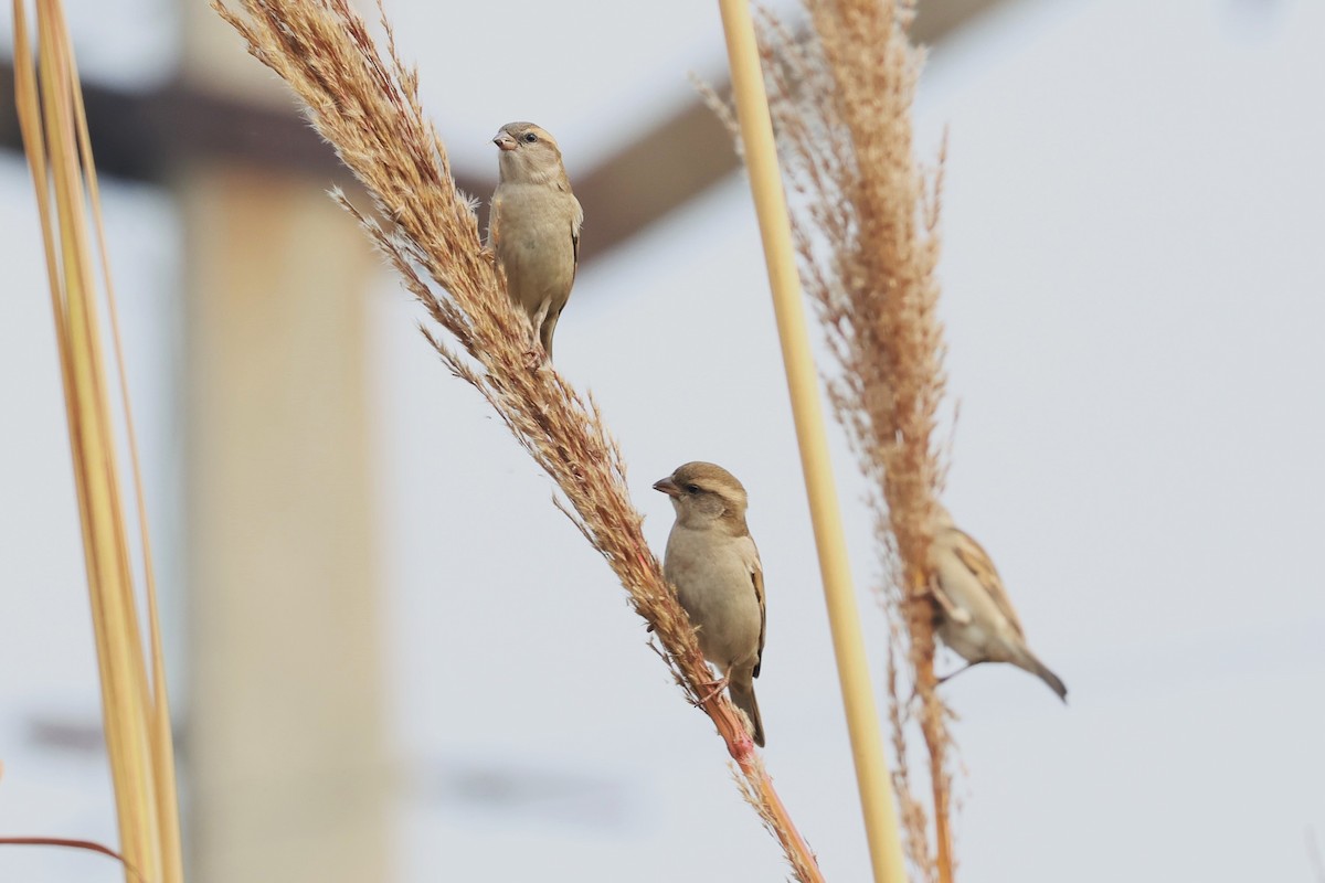 Sind Sparrow - ML638011810