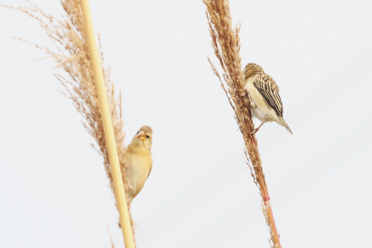 Sind Sparrow - ML638011815