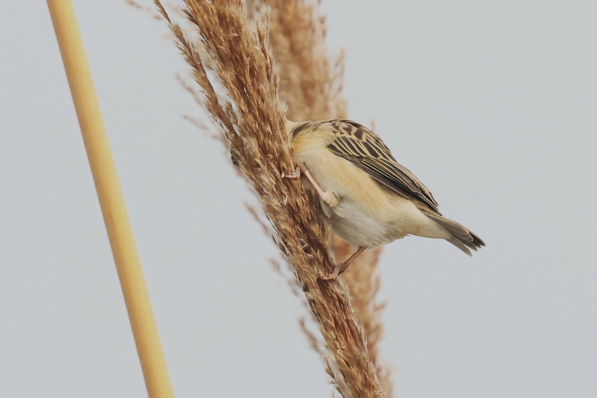 Sind Sparrow - ML638011826
