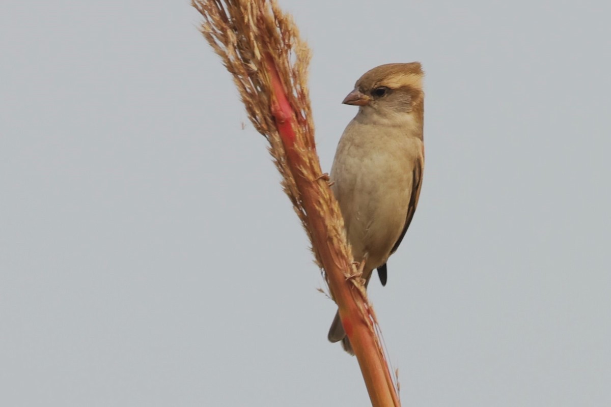 Sind Sparrow - ML638011837
