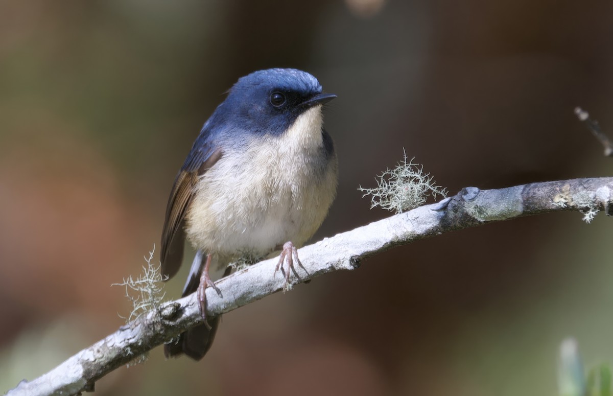Slaty-blue Flycatcher - ML638011839