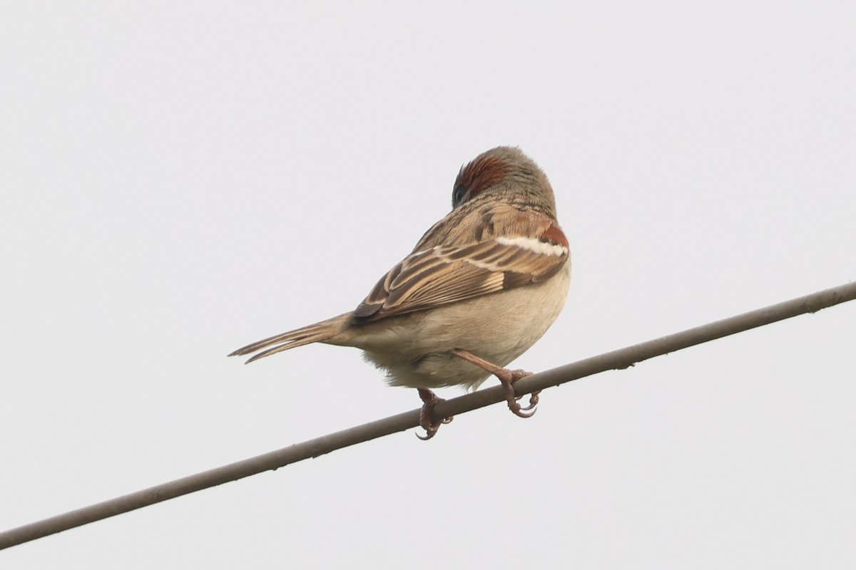 Sind Sparrow - ML638011847