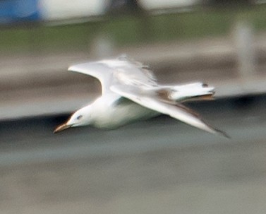 Slender-billed Gull - ML638011876