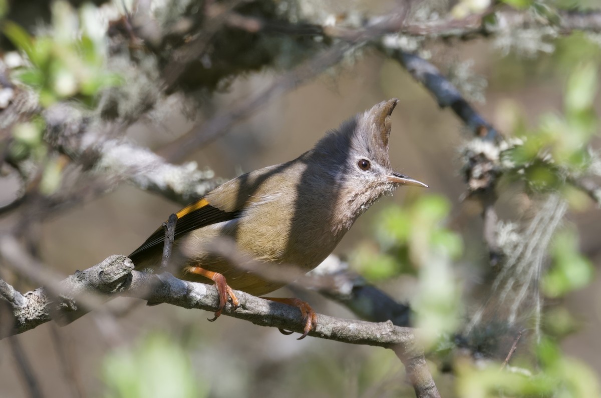 Stripe-throated Yuhina - ML638011886