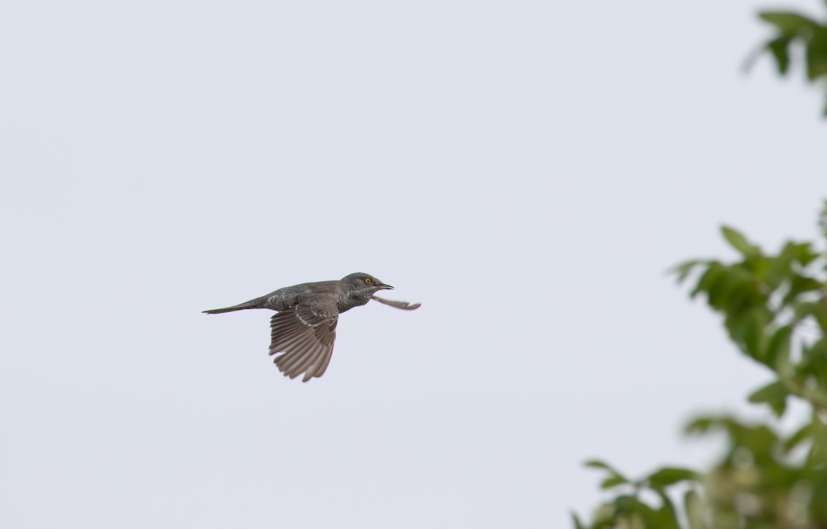 Barred Warbler - ML638011902