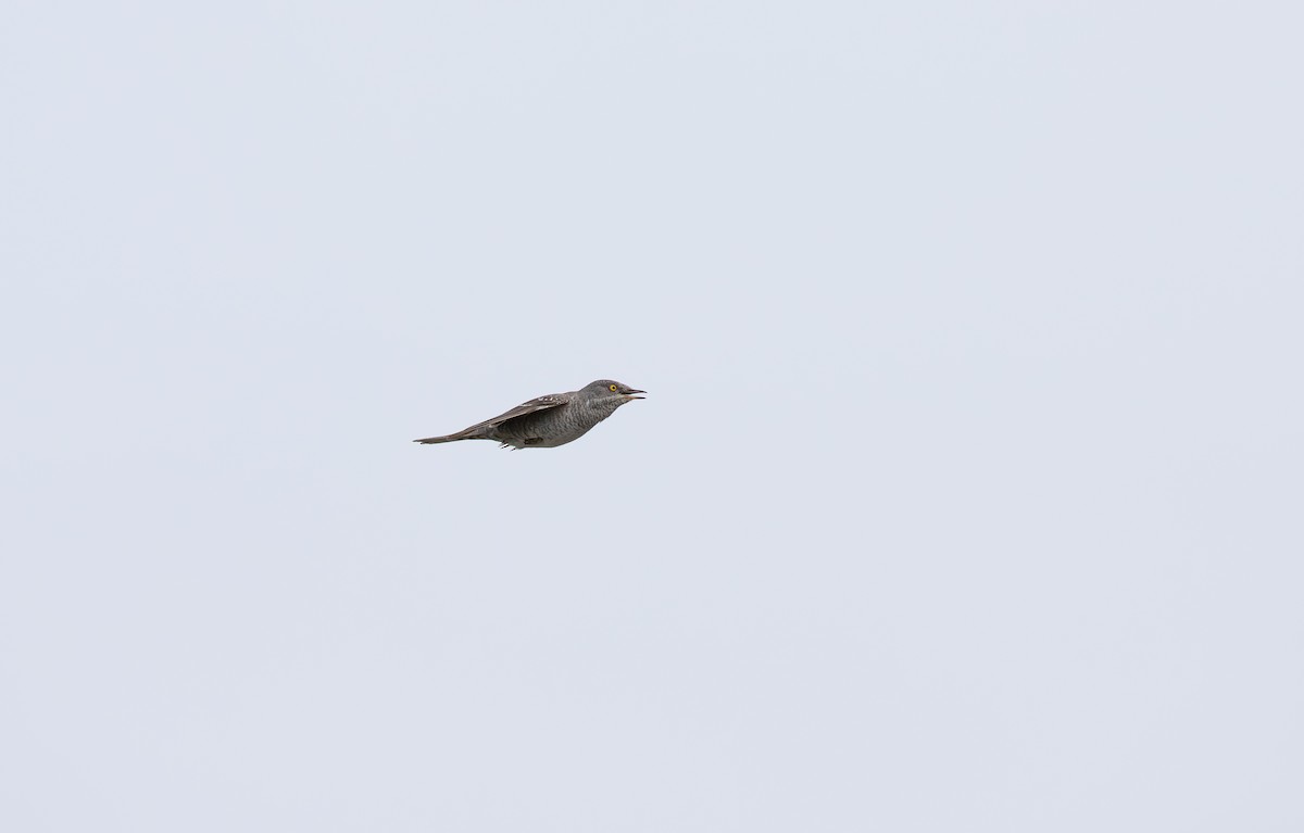 Barred Warbler - ML638011903