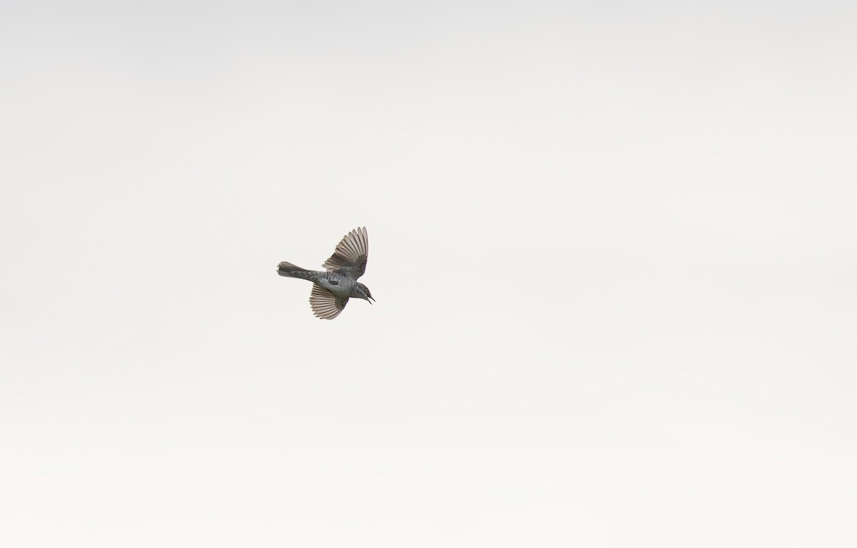 Barred Warbler - ML638011904