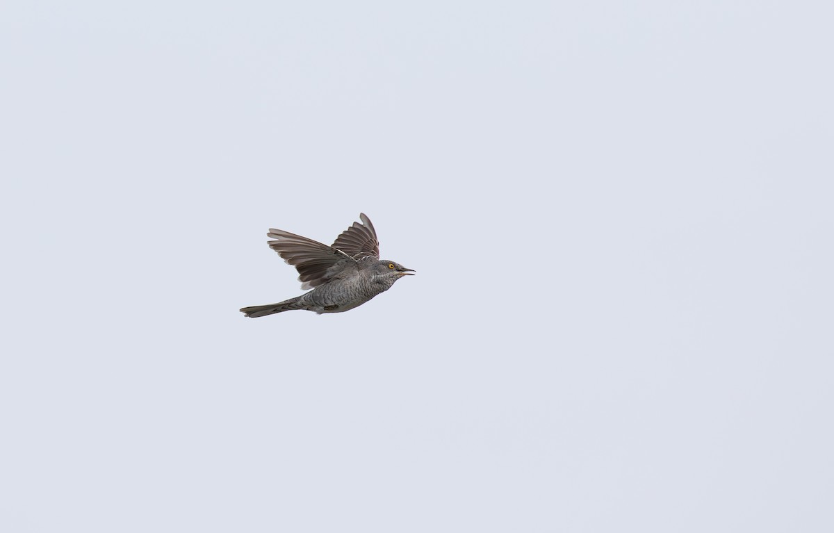Barred Warbler - ML638011905