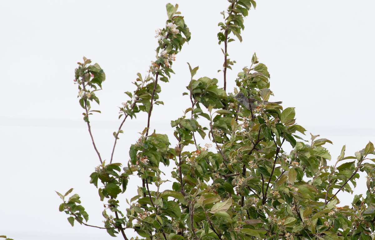 Barred Warbler - ML638011907