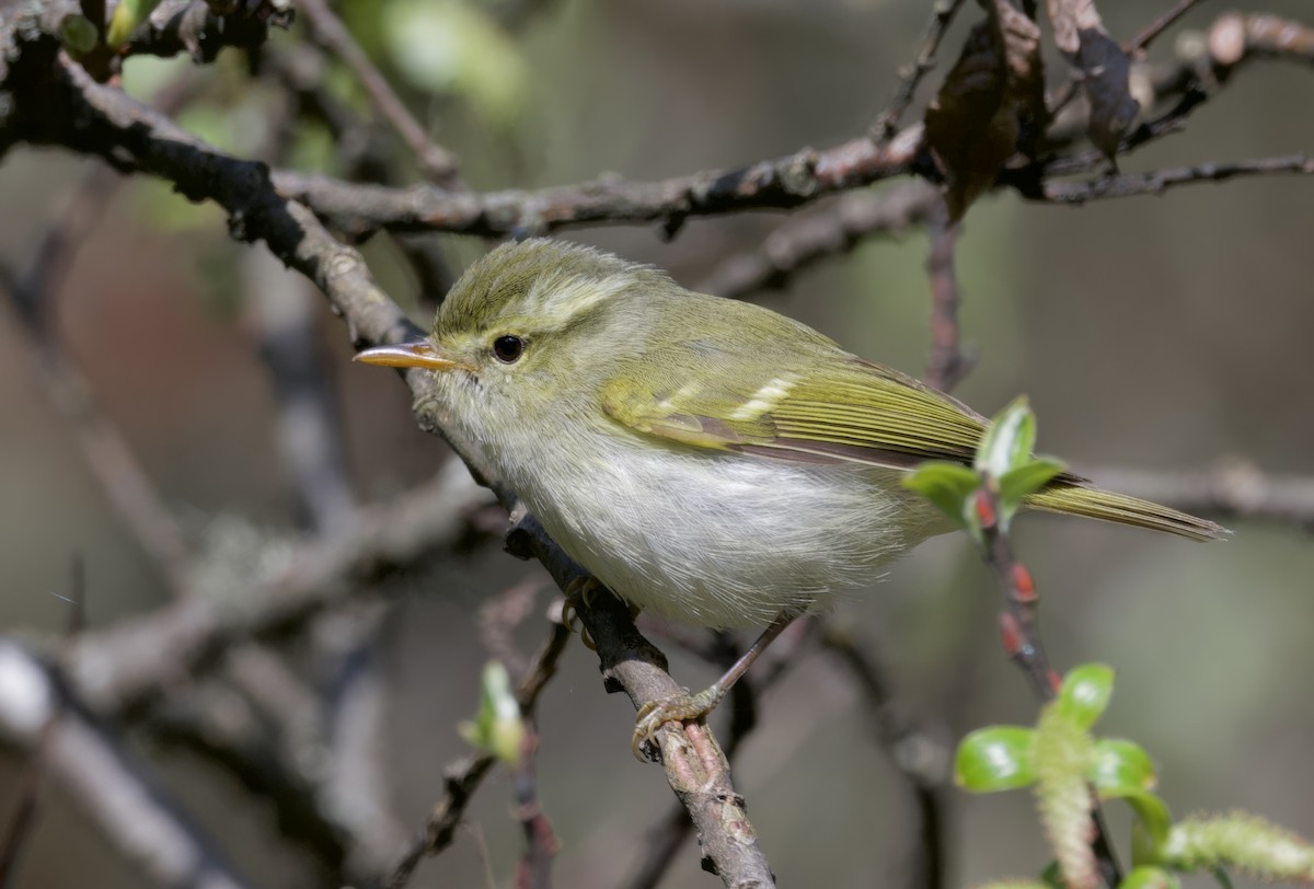 Blyth's Leaf Warbler - ML638011925