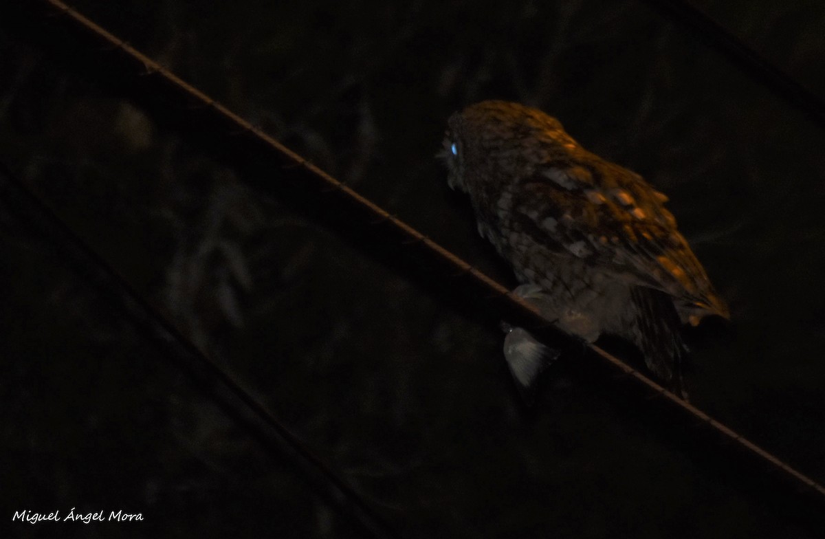Tawny Owl - ML638011964
