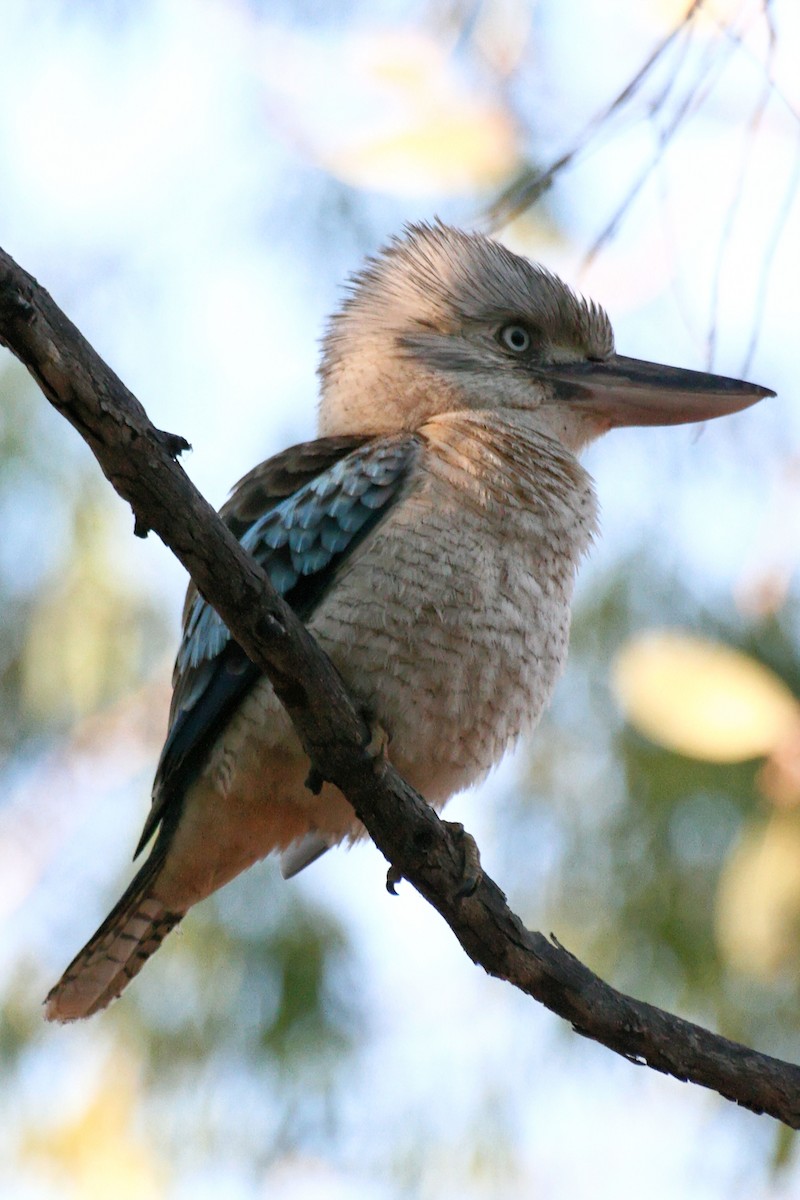 Blue-winged Kookaburra - ML638011977