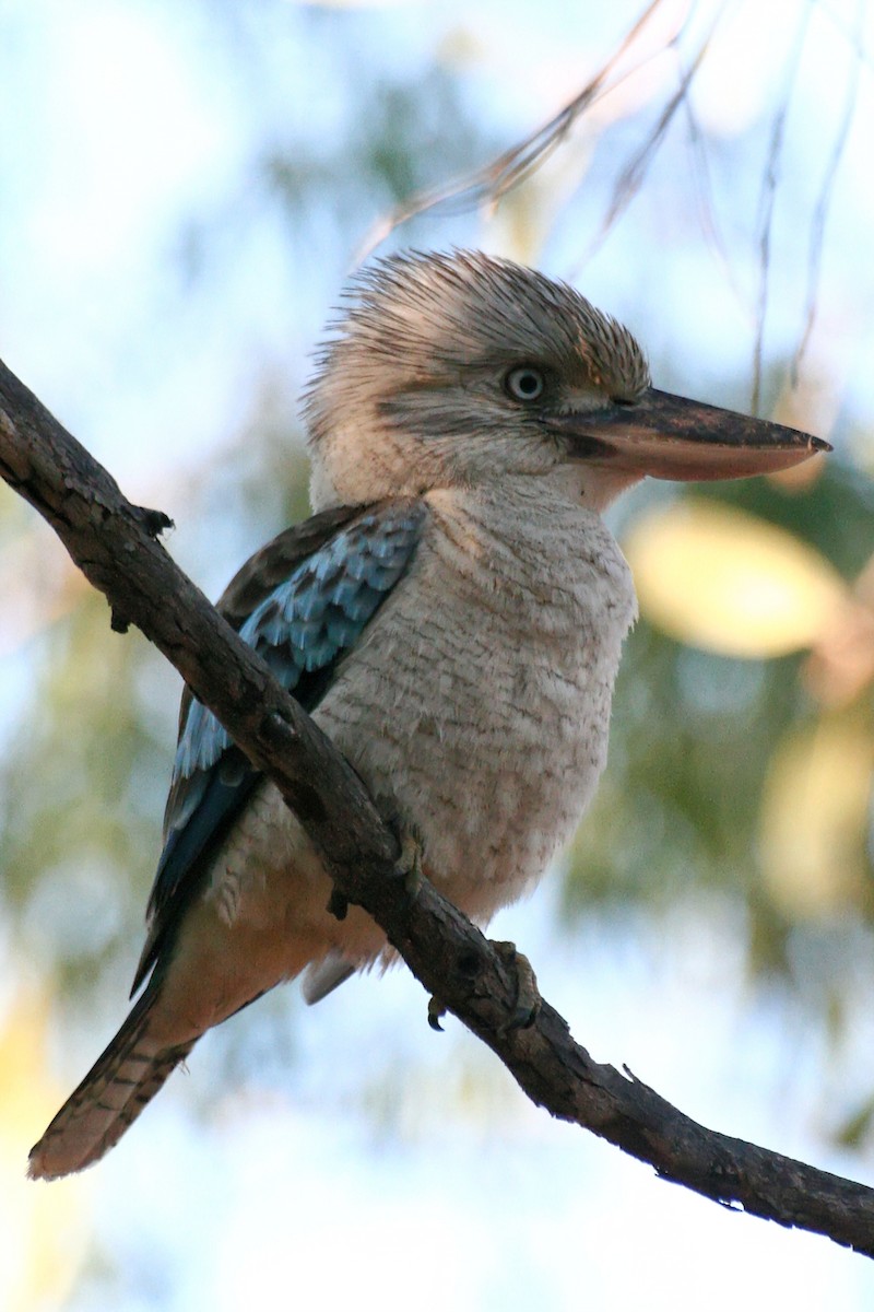Blue-winged Kookaburra - ML638011978