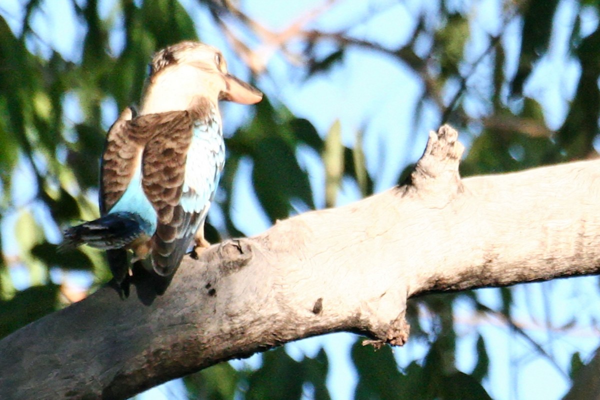 Blue-winged Kookaburra - ML638011979