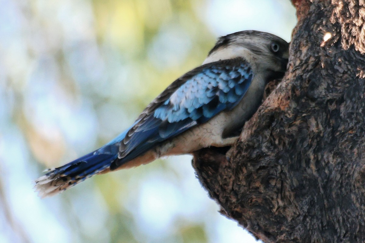 Blue-winged Kookaburra - ML638011981