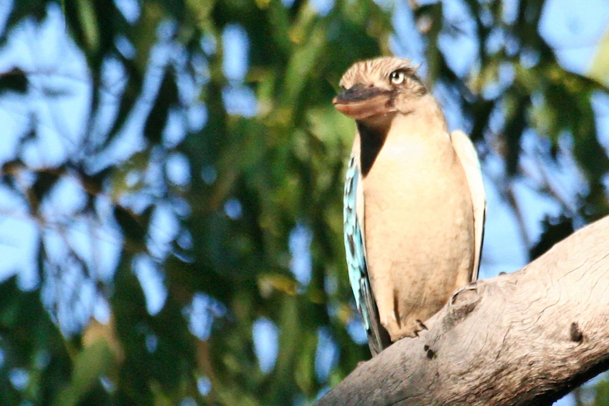 Blue-winged Kookaburra - ML638011982